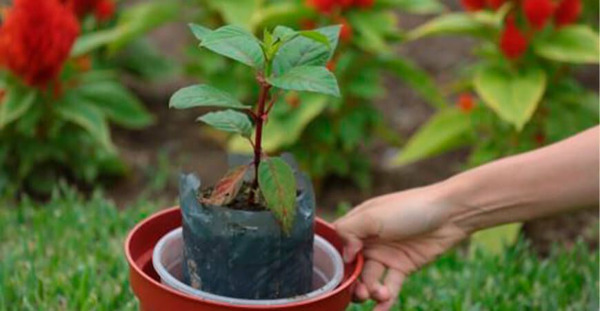 Árbol emblemático de la quina Perú