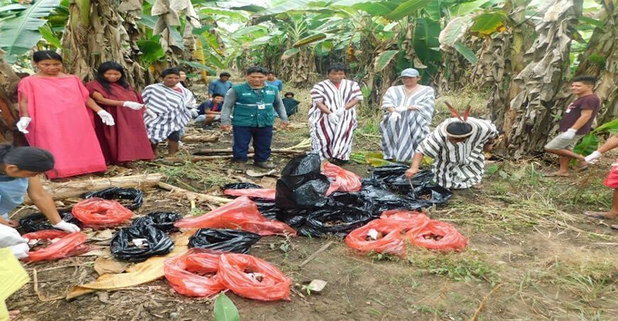 Ejecutan acciones para el control del caracol gigante africano en el Vraem