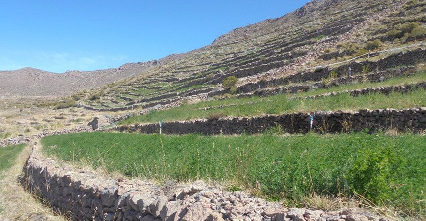 Tacna: rehabilitan 360 hectáreas de andenes y convertirlos en suelos agrícolas