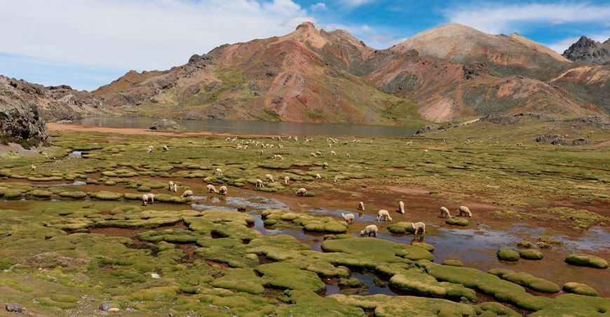 recuperar a los bofedales en Perú