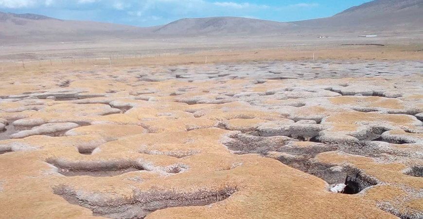 Bofedales en el sur en riesgo Perú