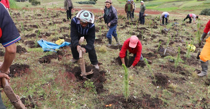 reforestan con plantones de pino Huancavelica