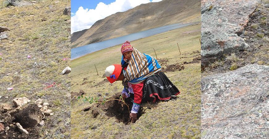 Instalarán 3 millones de plantones forestales en 29 comunidades de Cusco