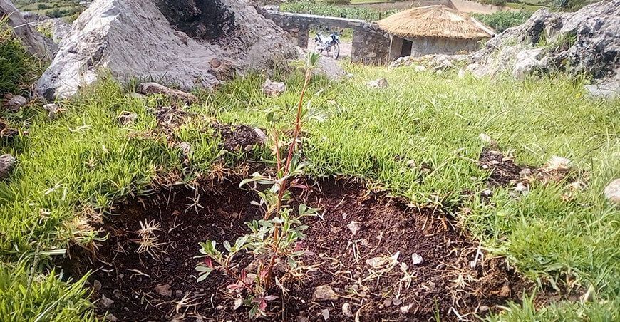 Siembran plantones forestales queñual Ayacucho Perú