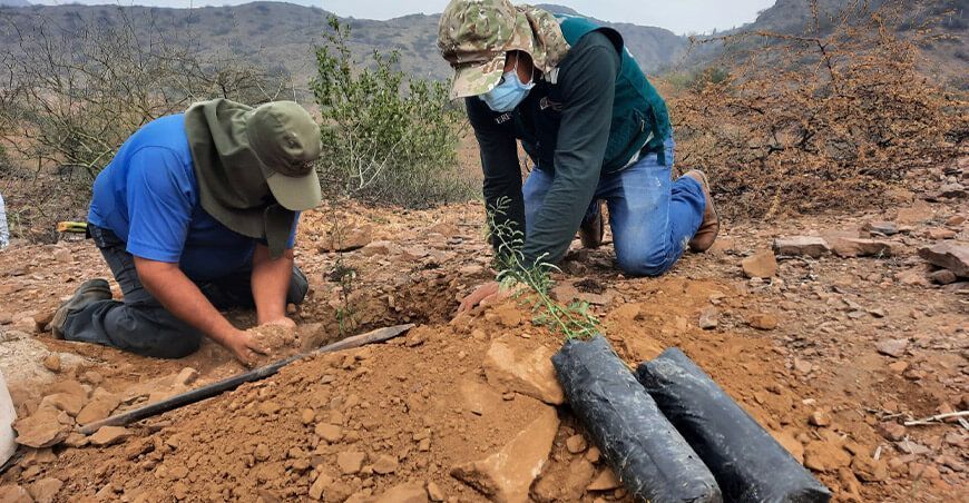 Lambayeque: reforestan con algarrobo reserva ecológica de Chaparrí Labor fue realizada por Serfor y la comunidad campesina Muchik Santa Catalina de Chongoyape