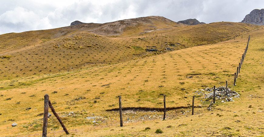 reforestación queñua Apurímac