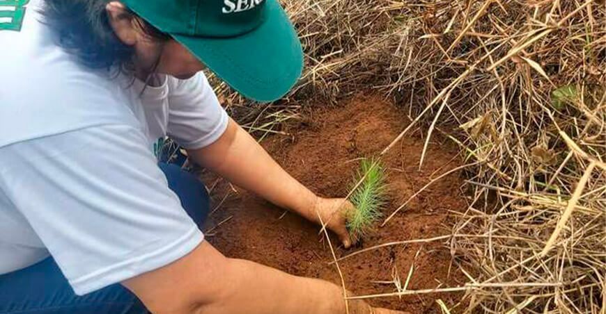 Ejecutarán proyecto de reforestación de 2,500 hectáreas en Cusco
