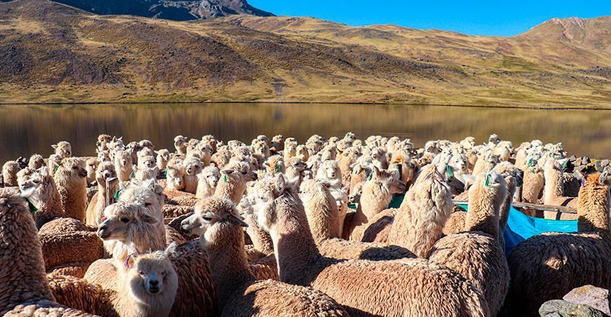 Realizan registro genealógico de alpacas y llamas en Junín
