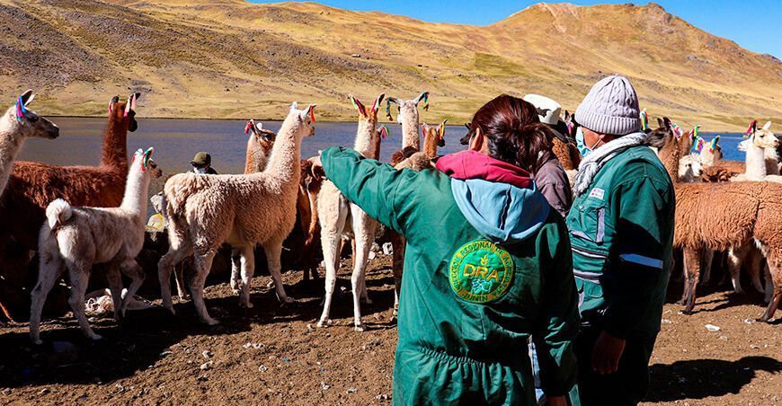 Realizan registro genealógico de alpacas y llamas en Junín
