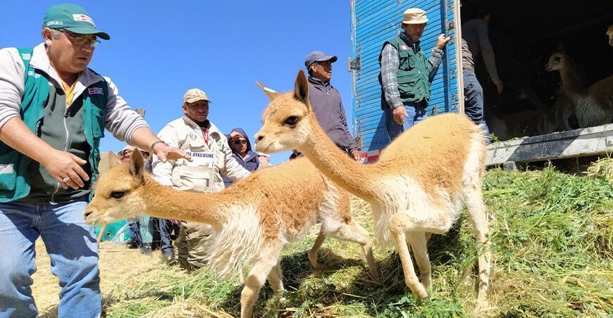 Repoblación de vicuñas Ayacucho