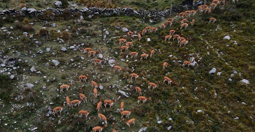 repoblamiento de vicuñas en Cajabamba Cajamarca Perú