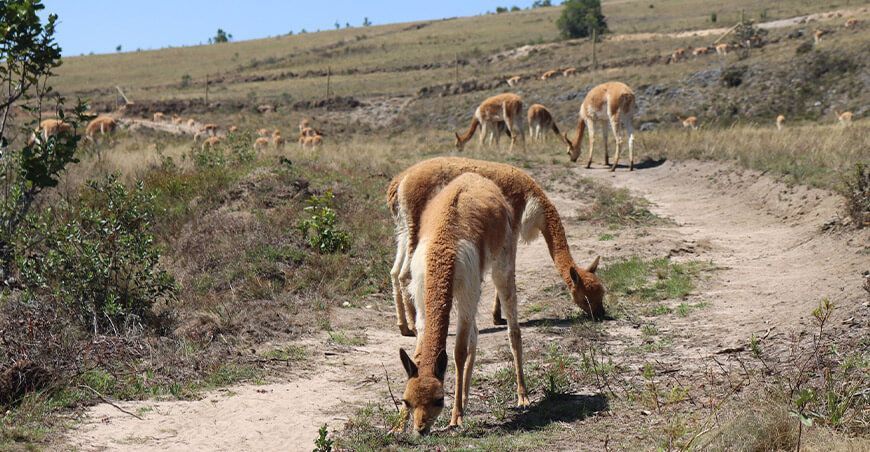 Repoblamiento de vicuñas en Cajamarca