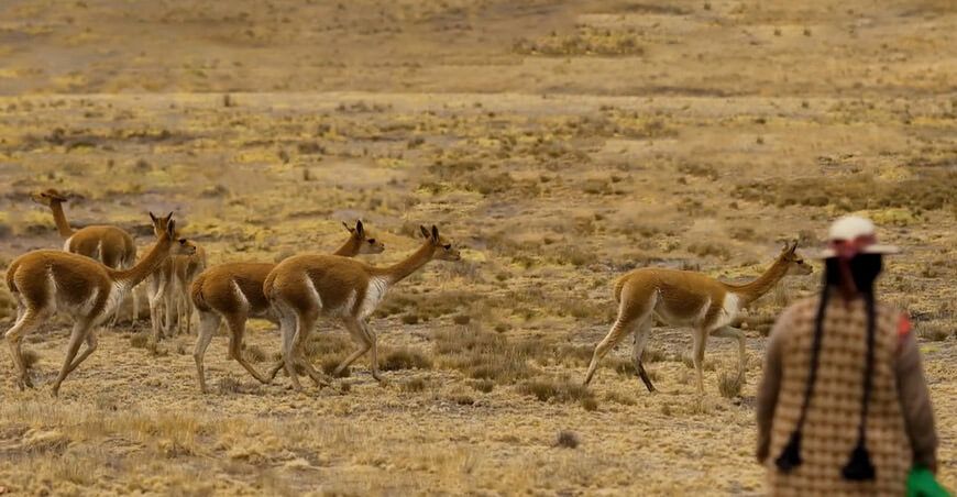 Repoblación de vicuñas en puno
