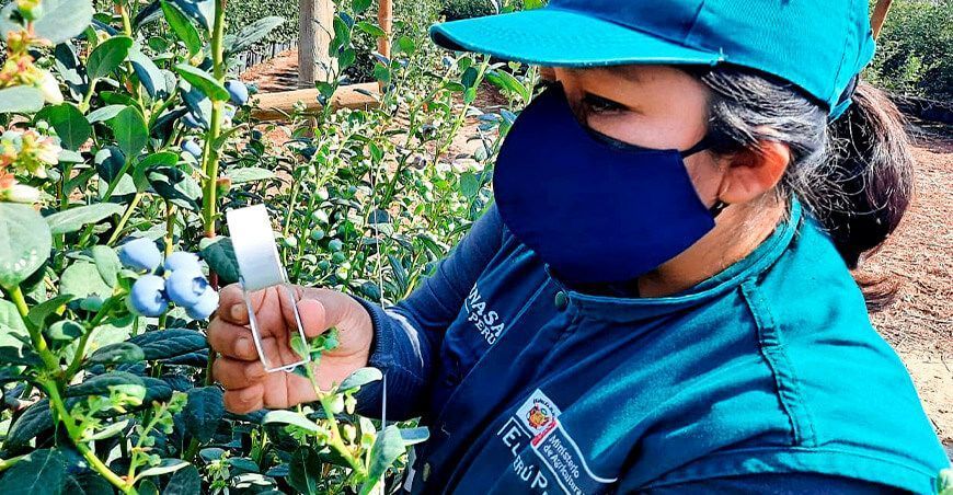 requisitos fitosanitarios exportación arándanos Senasa Perú