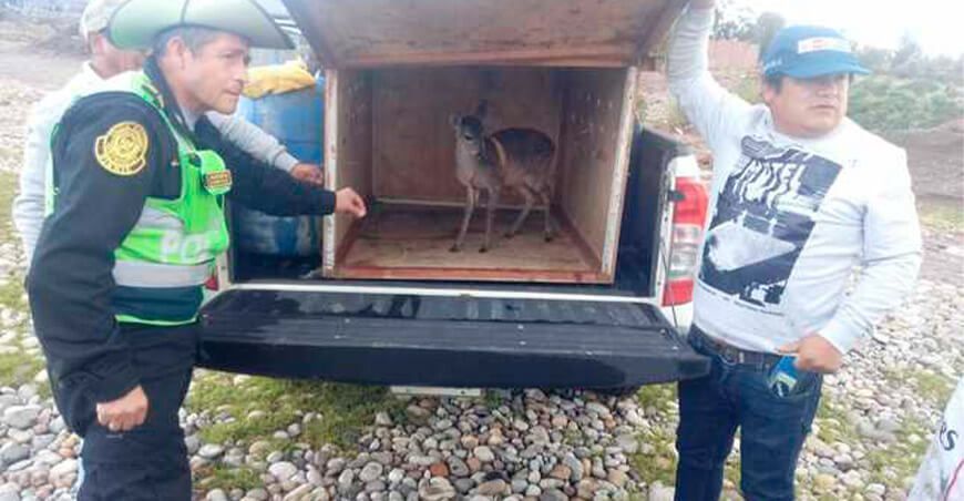 Rescatan cría de venado andino en Huancayo