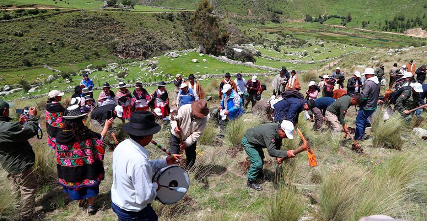 Instalan plantones de queñuales en la Reserva Paisajística Nor Yauyos Cochas