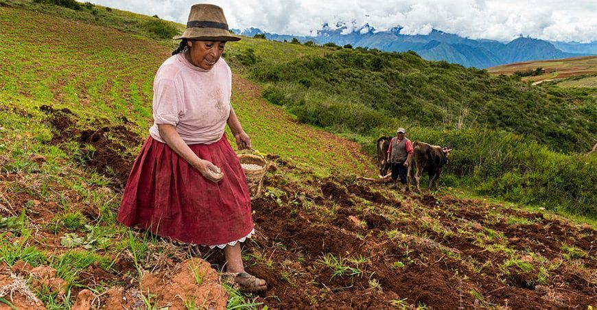 Campaña agrícola, siembra agricultores Perú