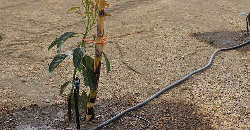 sistemas de riego tecnificado en hectáreas de paltos