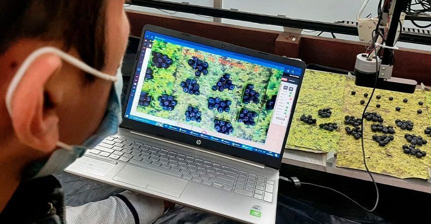 Investigadores desarrollan robot para mejorar la cosecha de arándanos