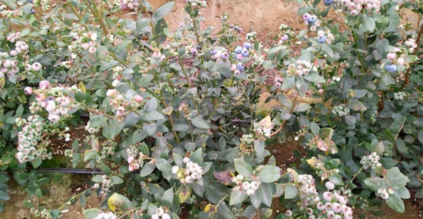 Estrategias de manejo y prevención de la roya en arándano