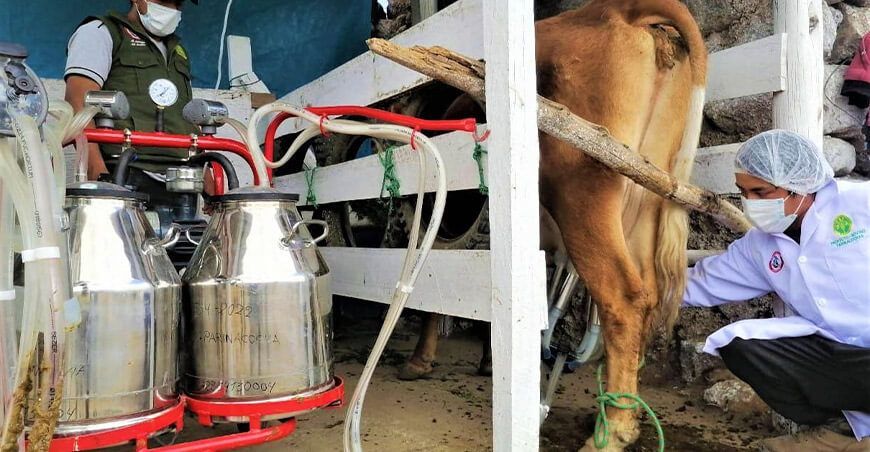 Ganaderos de Chumpi ya cuentan con sala de ordeño Ayacucho Perú