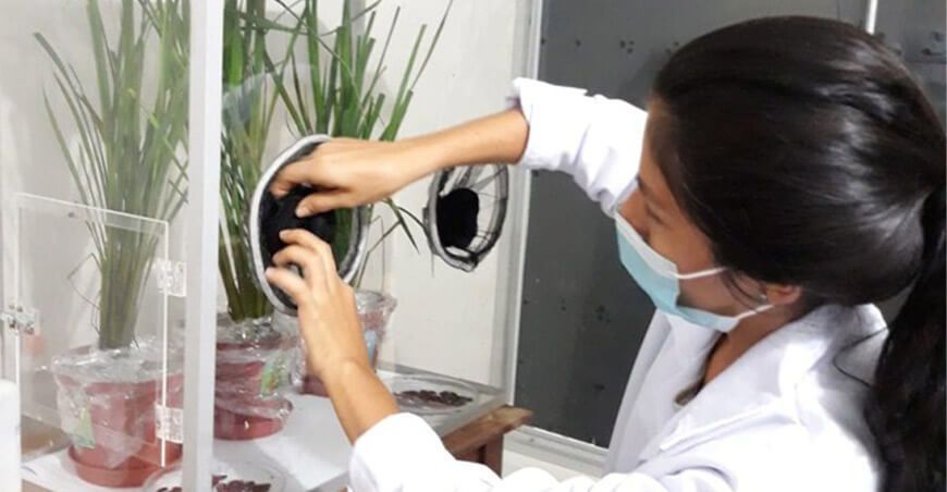 Con tecnología ecológica buscan combatir el gusano cogollero del maíz