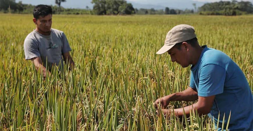 productores de arroz San Martín