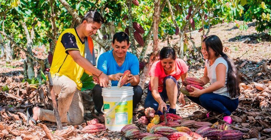 productores de cultivo de cacao Perú