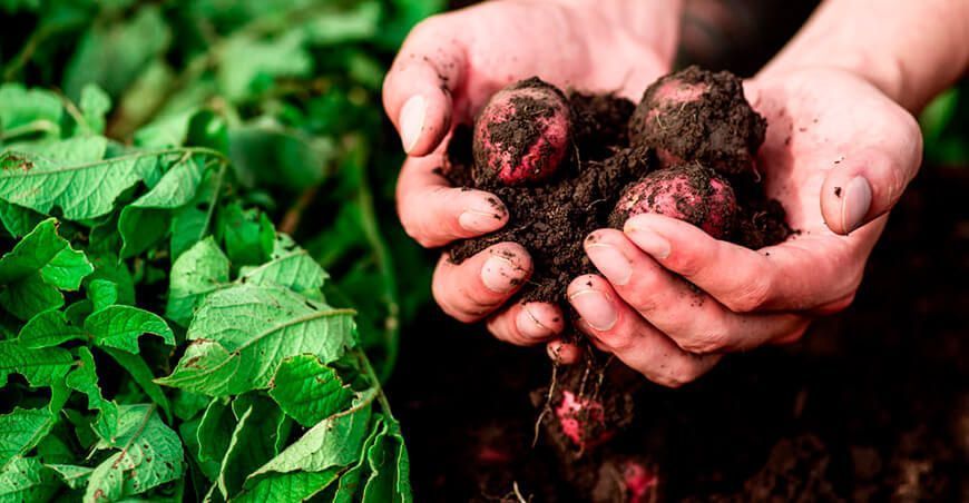 cosecha de papa Sanidad Vegetal