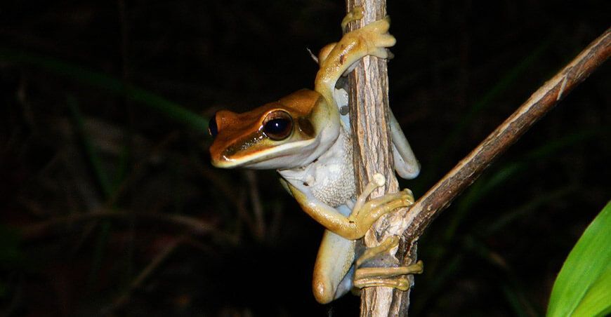 Congreso Internacional de Manejo de Fauna Silvestre de la Amazonía y Latinoamérica