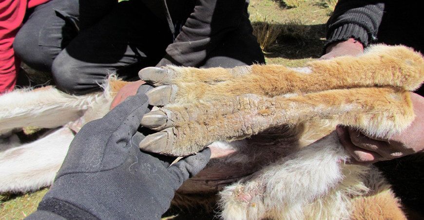 Sarna en vicuñas Perú