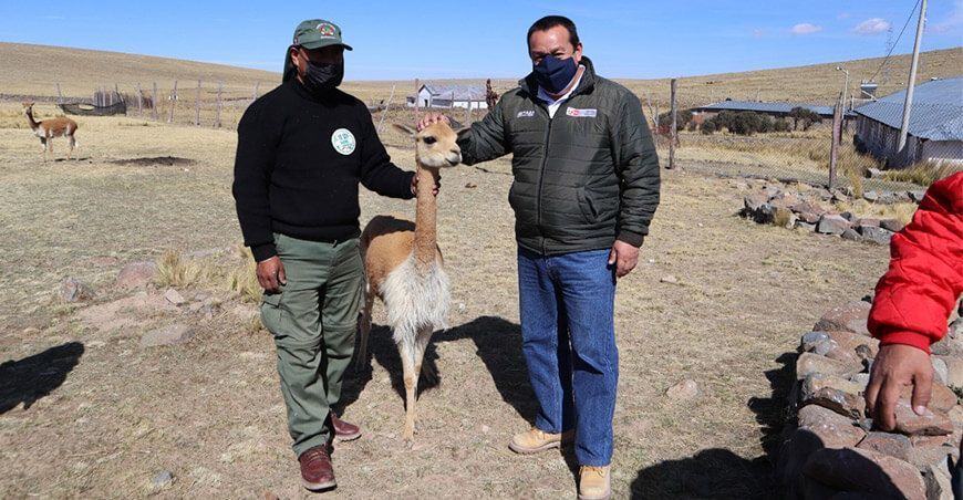Senasa desarrollará acciones para la prevención de sarna en vicuñas