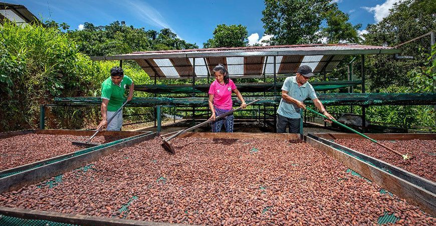 secado de granos de cacao productores del Vraem Perú