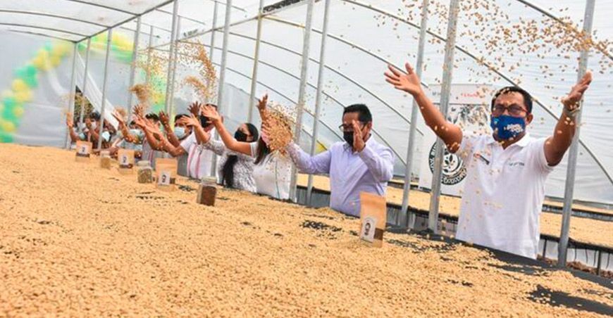 Con secador solar mejorarán calidad de café en Chanchamayo