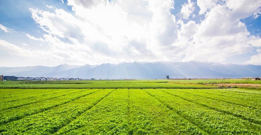 Precios de las materias primas son el mayor riesgo en el sector de alimentos