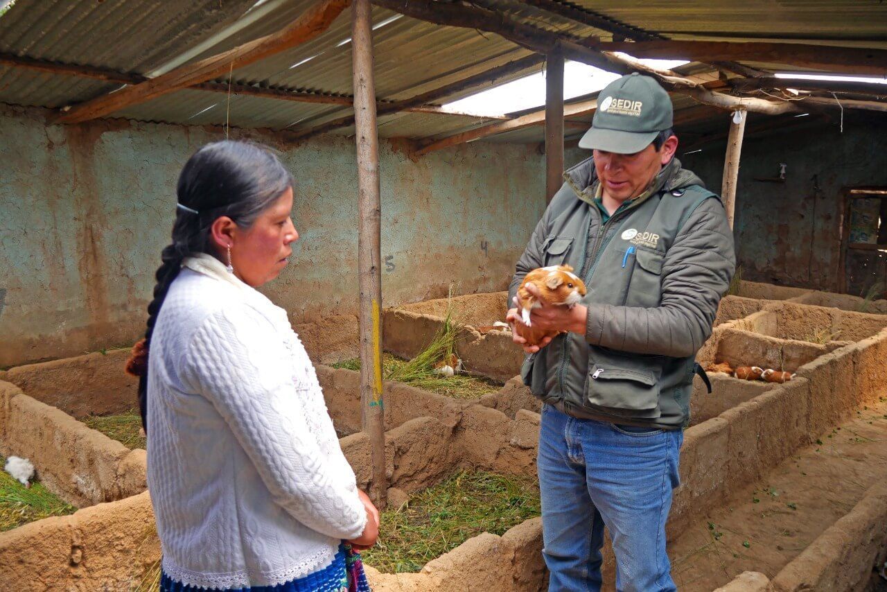 Mujeres emprendedoras impulsan la crianza de cuy en Ancash