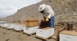 Una buena formación de núcleos incrementa las colmenas Apicultura Sedir Perú