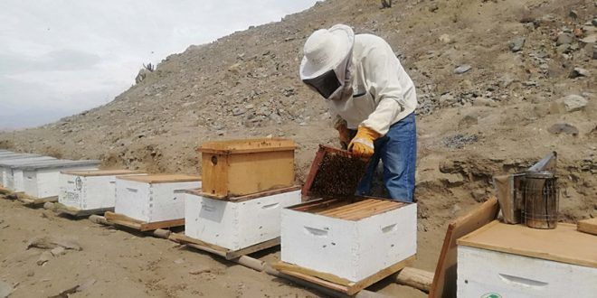 Una buena formación de núcleos incrementa las colmenas Apicultura Sedir Perú