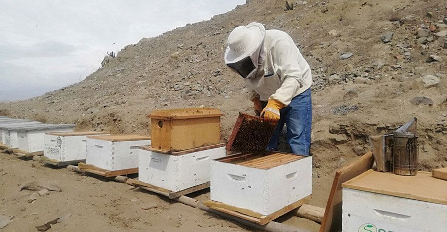 Una buena formación de núcleos incrementa las colmenas Apicultura Sedir Perú