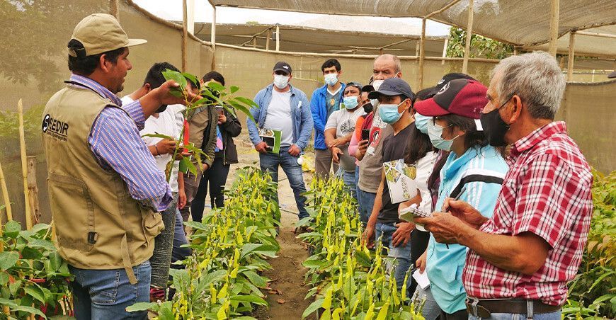 capacitan a productores en manejo de cultivo de palta