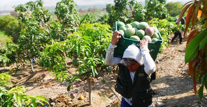 Sedir exportación de mango peruano