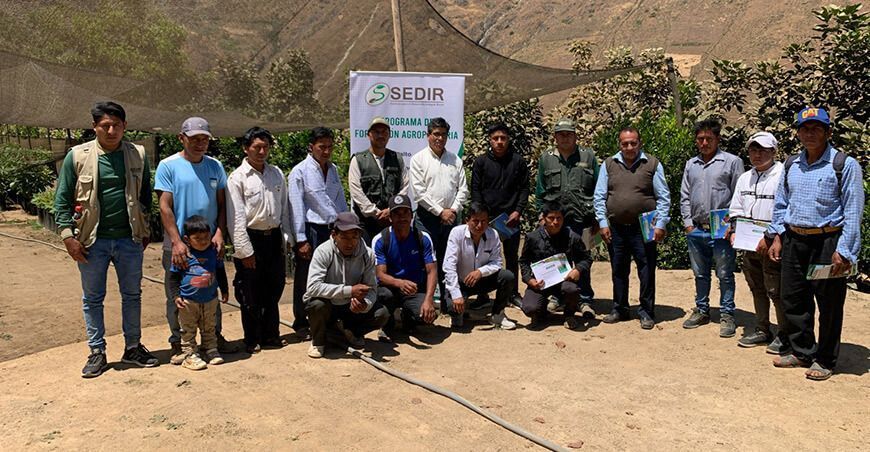 Productores de Pamparomás se capacitan en manejo de cultivo de palto mediante Programa de Formación Agropecuaria del Sedir Ancash