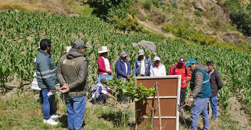 productores de maíz aprenden a identificar y controlar las plagas