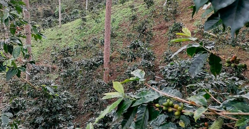 permitirán el desarrollo local compatible con el bosque