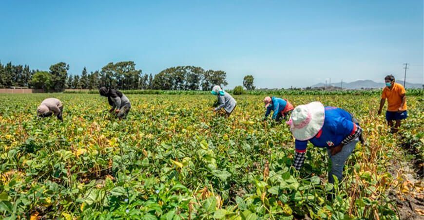 seguridad alimentaria productores Perú