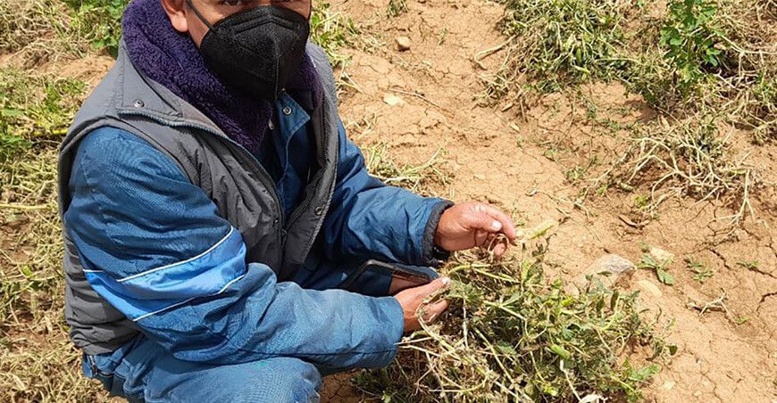 heladas y cultivos afectados
