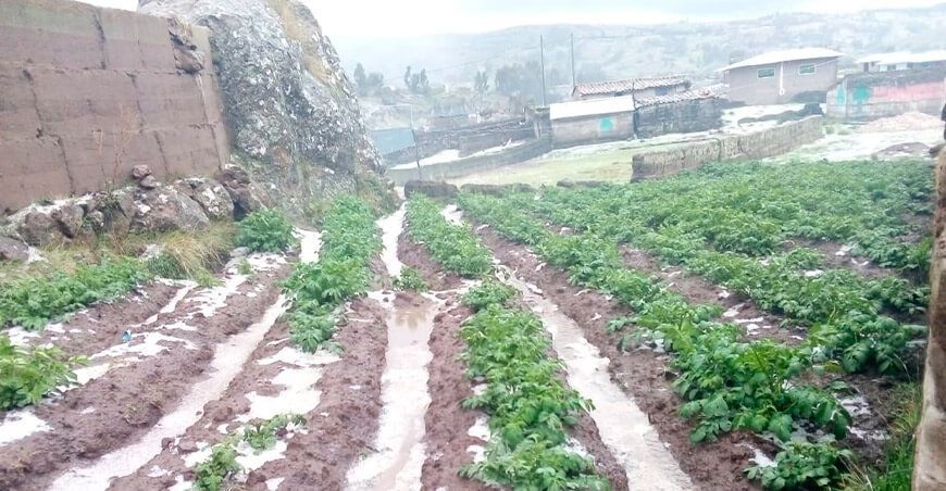 seguro agrícola catastrófico, cultivos afectados