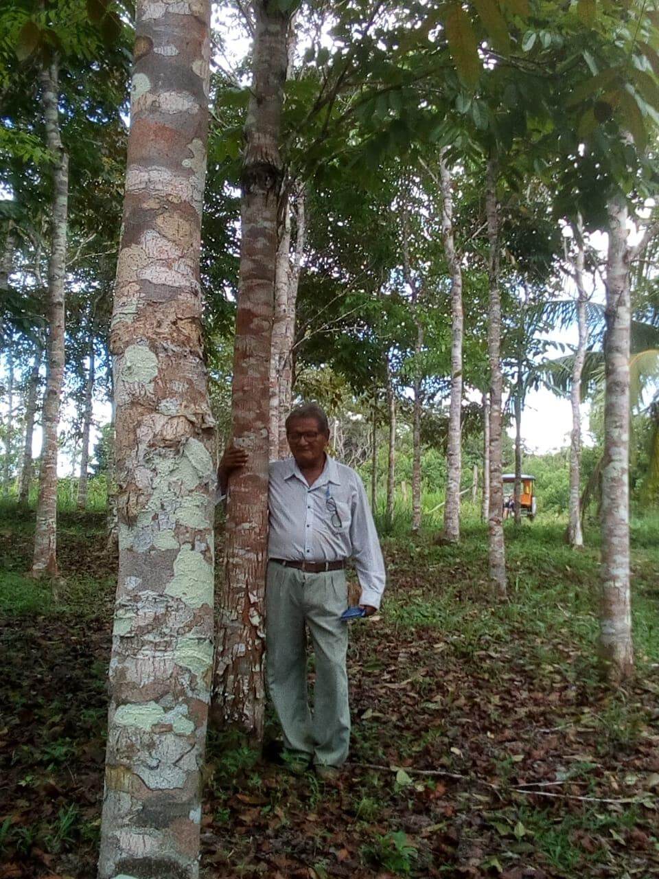 Recuperación de suelos degradados de selva con caoba