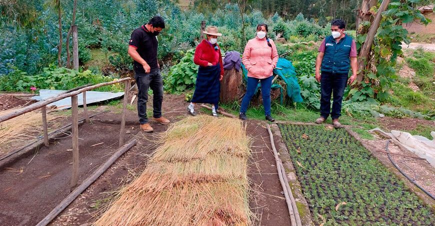 sembrarán 40 mil plantones forestales en Santiago de Chuco