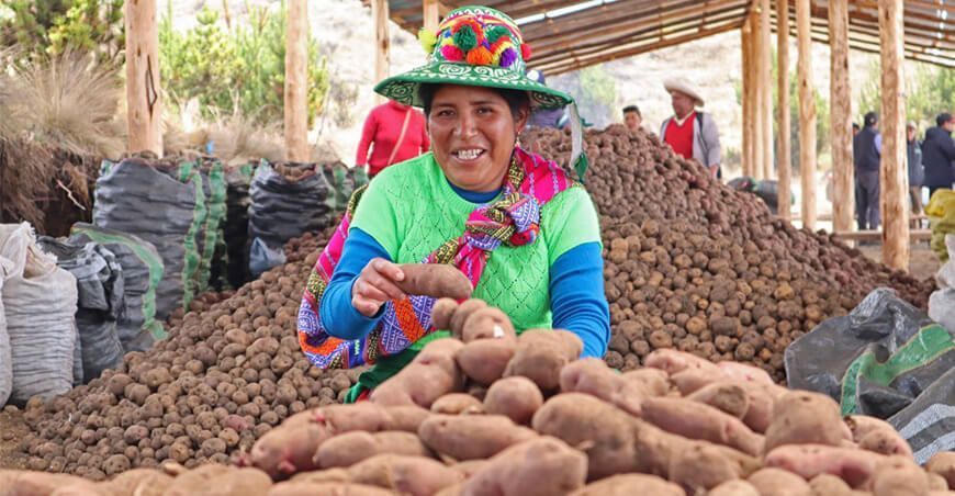 agricultores producen más de 300 TM de semilla certificada de papa